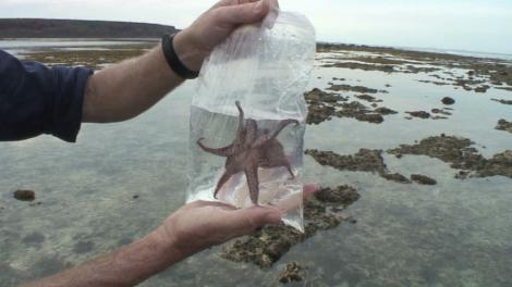 An Octopus swimming in a plastic bag