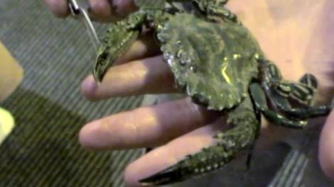 A large crab resting on a man's hand