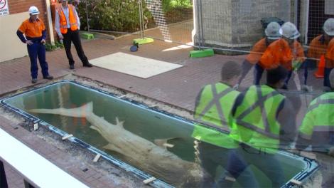 A large megamouth shark in an ethanol pool