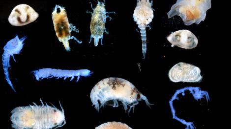 A montage of tiny crustaceans