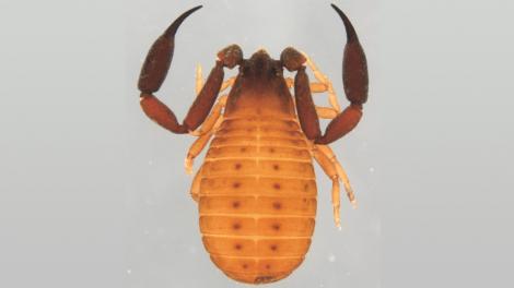 A specimen of a Pseudoscorpion