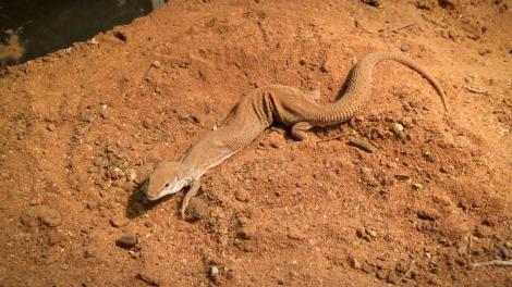 Dampier Peninsula Goanna