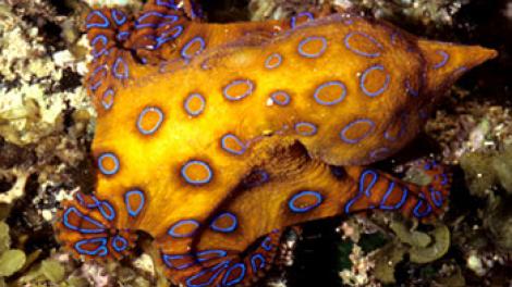 A Blue Ringed octopus swimming through coral reef