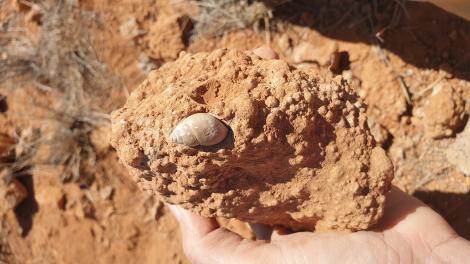 A Hand holds a rock containing the fossilised Bothriembryon pilkiensis