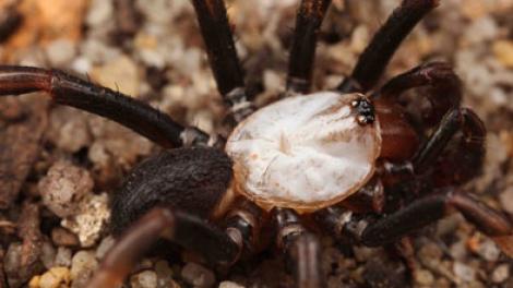 A large spider with a white abdomen crawling over the ground