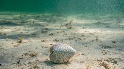 A Fragum Cockle (Bivalve) under the water at Shark Bay