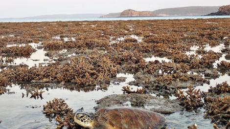 A green turtle rests among coral at low tide in the Kimberley region