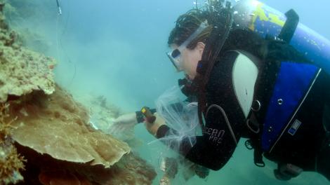 King and Conway Island Station 86 - an underwater reef