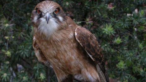 A taxidermied falcon