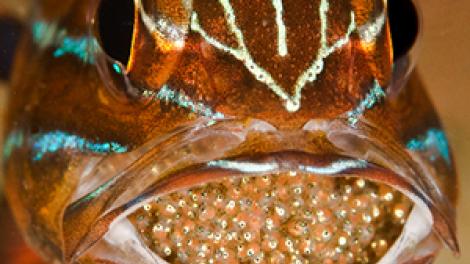 A fish with a large number of its eggs in its mouth