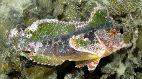 A Bearded Velvetfish camouflaged on a reef