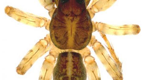 A close up photo of a large spider specimen