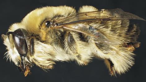 Close up view of a new species of bee
