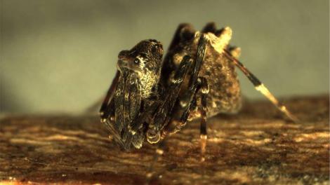 Close-up view of an assassin spider on a branch