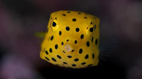 A bright yellow box fish with striking black spots