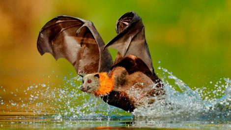 A bat flying over a body of fresh water