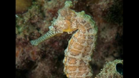 The Western Australian Seahorse resting on a reef