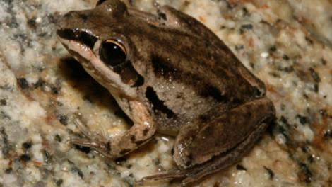 The Kimberley Rocket Frog perched on a rock