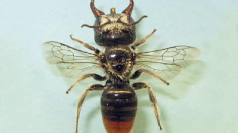 A new species of bee with giant jaws