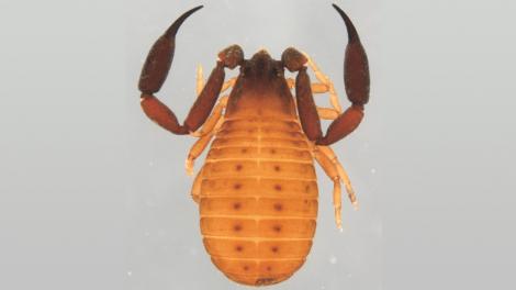 A close-up photo of a pseudoscorpion specimen