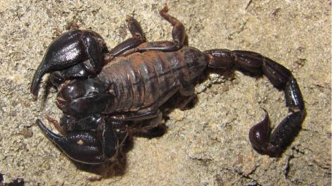 A large brown scorpion on the sandy soil