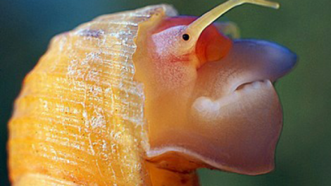 A close-up photo of a snail that reveals human-like features