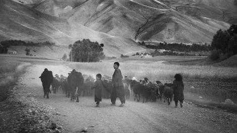 A group herding animals down a dusty road