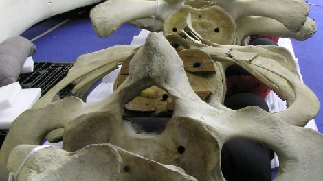 Spinal bones, vertebrae, of the Blue Whale are laid out on a table with a purple cloth on it