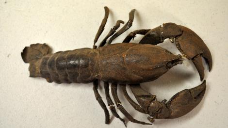 A freshwater crayfish specimen