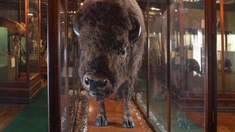 A taxidermied specimen (American Bison) on display behind a glass case in the Mammal Gallery