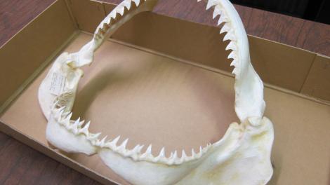 A shark's jaw