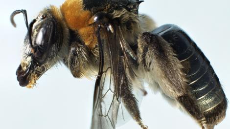 A mounted female bee specimen from an undescribed bee species