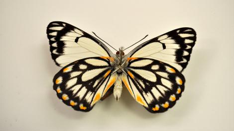 A native Australian butterfly specimen