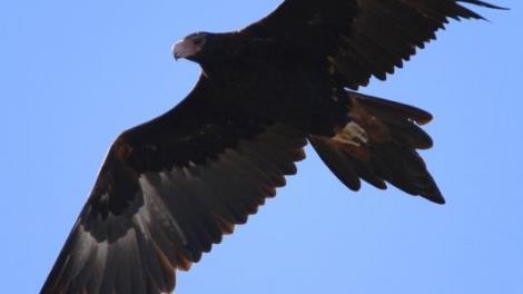 The distinctive wedge-shaped tail is evident from a great distance.