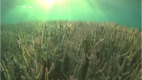 A sunset viewed from underwater over corals