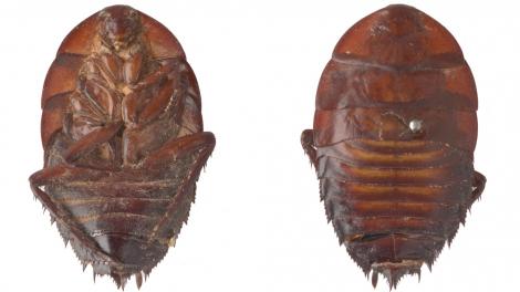 Two type specimens of a beetle from the WA Museum Entomology Collection