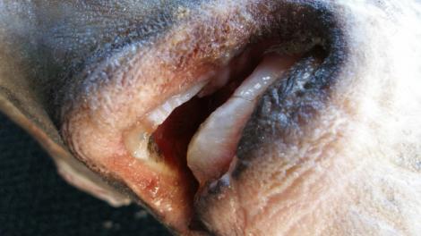 Close up photo of a sunfish's mouth