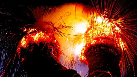 Two grass trees burning at night