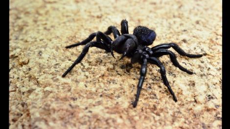 Trapdoor Spider, genus Idiosoma