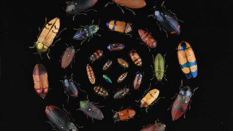 Many beetles of different sizes and colours arranged in circles