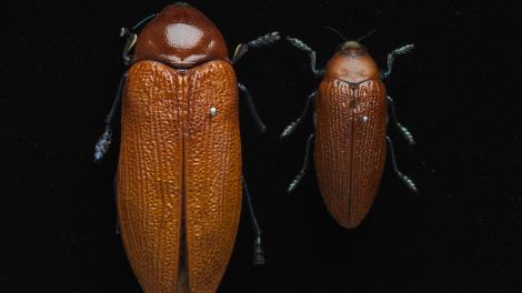 Two large golden-brown beetles on a black background