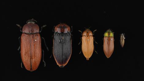 Five brown coloured beetles arranged from largest to smallest on a black backgro