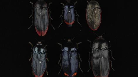 Six black and red coloured beetles on a black background