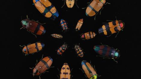 Many yellow and orange beetles arranged in a circle on a black background