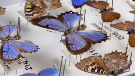 Butterfly specimens