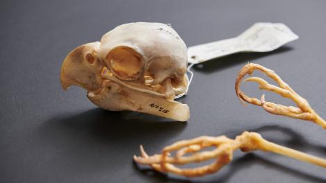 Bird bones and skull