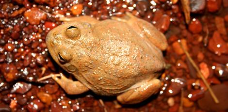 Western Water-holding Frog