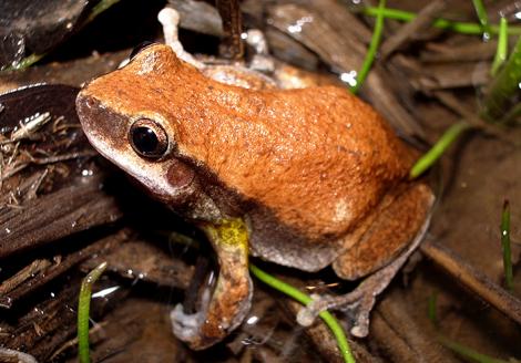 Little Red Tree Frog