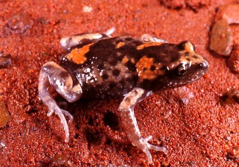 Gorge Toadlet