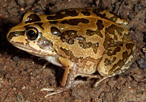 Long-footed Frog